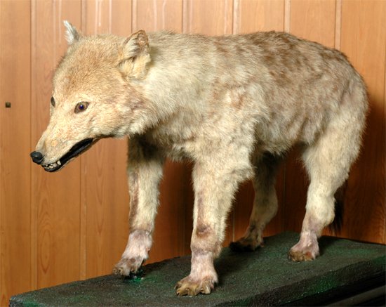 上野動物園 公式 上野動物園開園から6年後の18 明治21 年7月14日 教育博物館 現 国立科学博物館 から岩手県産ニホンオオカミ2頭が譲渡されました わずか17年後に絶滅してしまうなんて 誰も気づいていませんでした Yesterday Wolves Tomorrow