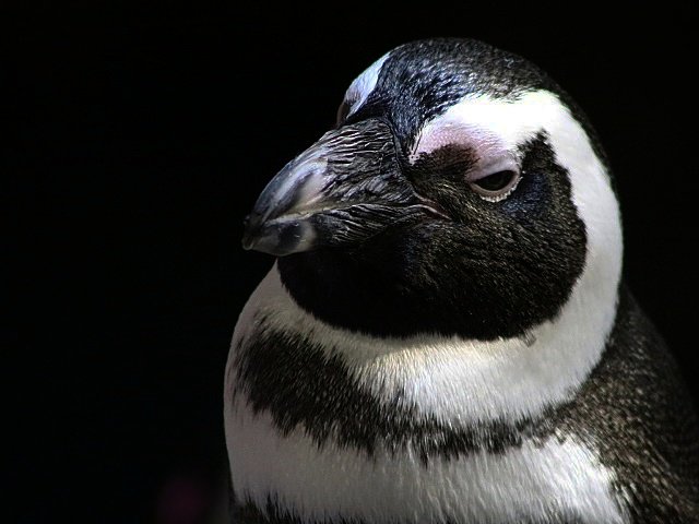 Semioptera's tweet photo. Southern Rockhopper Penguin (Eudyptes chrysocome)
African Penguin (Spheniscus demersus)
Little Penguin (Eudyptula minor)
@NEAQ #Penguin #Zoo https://t.co/NPHukuh6Ky