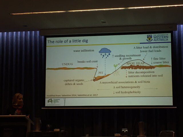 #imc12 <a href="/consecology/">Leonie Valentine</a> Fantastic summary of the effects of #quenda diggings on water infiltration, nutrients, litter size/decomposition &amp; more