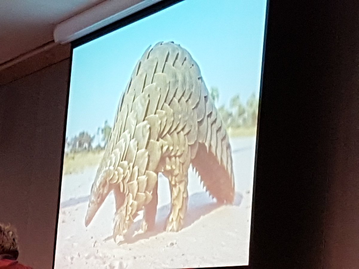 Carly Waterman highlighting the plight of the amazing pangolins #imc12