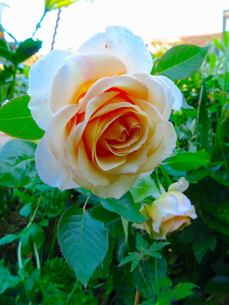 Looking good in the garden this morning. driftwoodbysea.co.uk