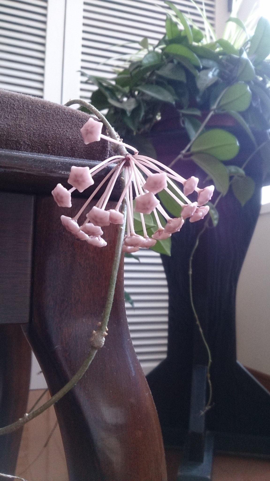Twitter এ シーチャオ 観葉植物から変な花が咲いたと思ったら つぼみみたいです 星みたいで面白い形ですね 今年初めて咲きました 奥の葉っぱが本体です 観葉植物 珍しい花 T Co Szuyw0liyo ট ইট র