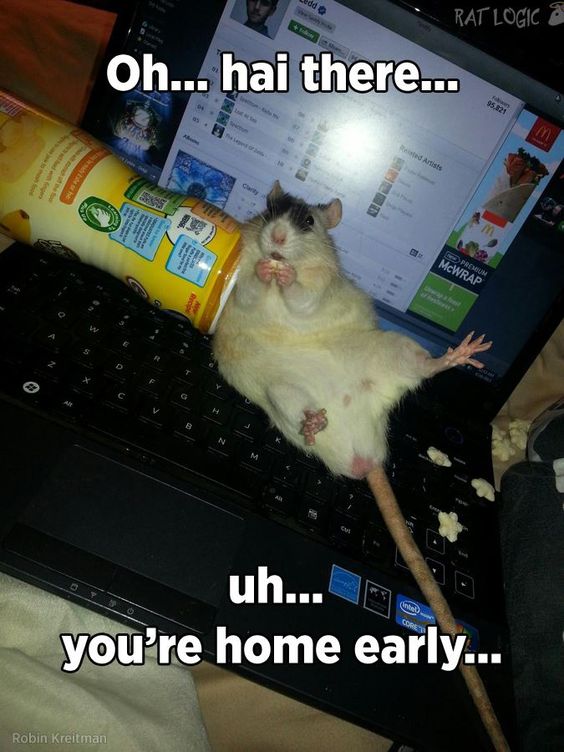What they get up to when you're not around! #rats #petrats #cuterats #ratmemes #petmemes