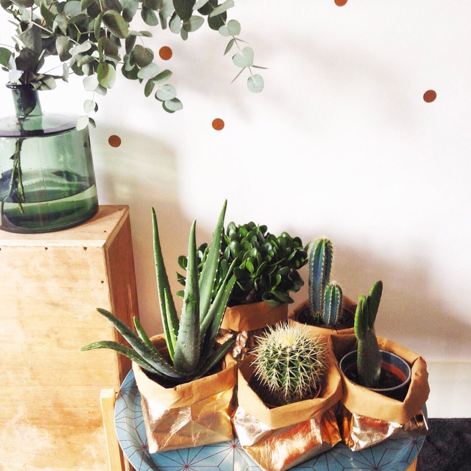 Copper plant bags available here....www.thedottylemon.com