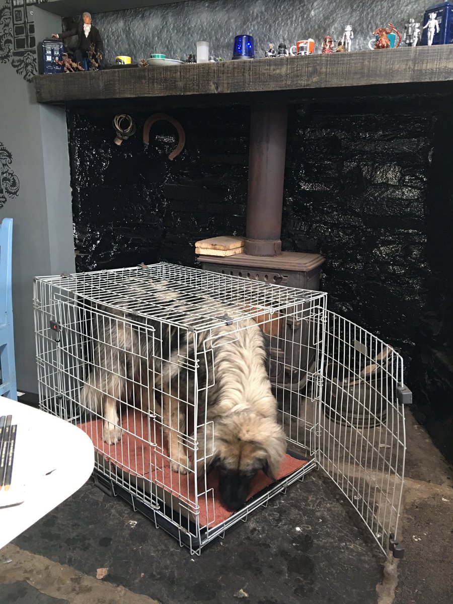 NavajoBirdsong's tweet photo. #Boudha exploring her prison fir next 4months! #vetsorders #totalexerciserestriction! Monitoring fir bad reaction to meds today- #worried https://t.co/KynSjmb098
