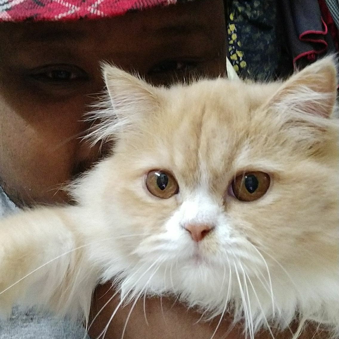 loysum's tweet photo. #MimoBaby #PetLove https://t.co/5G0QsWvez2