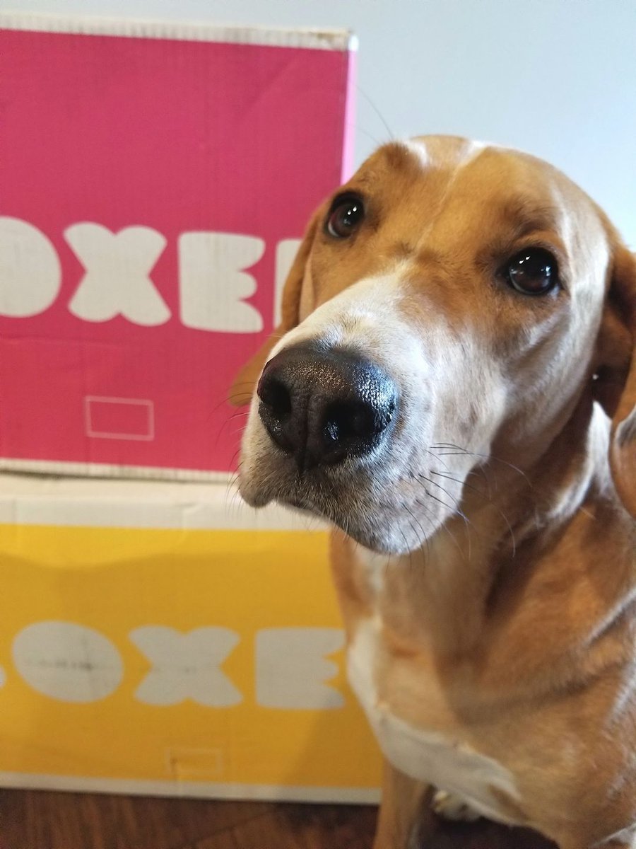 Boxed Wholesale (BoxedWholesale) Twitter