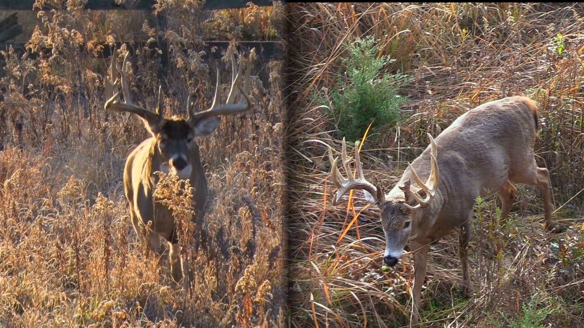DruryOutdoors's tweet image. RT for Bucktober 
LIKE for Danger