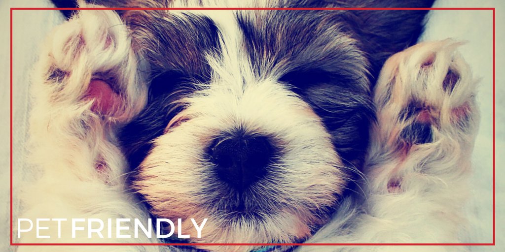 Did you know our hotel is #PetFriendly? We can't wait to meet your furry friends! 🐾