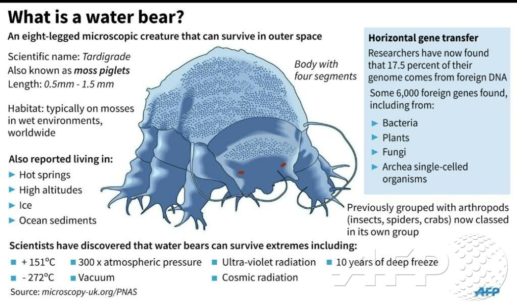 Under bear перевод