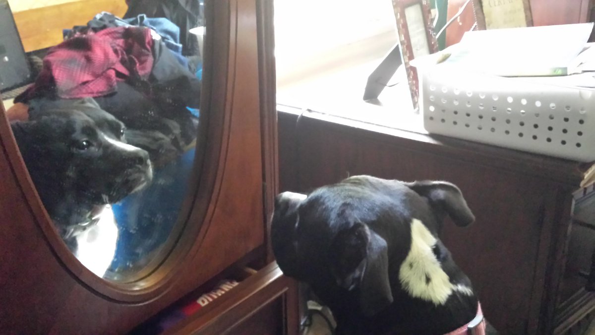 Major Mya 😻& Rainey 🐕🦺 Angel SweetCakes 🌈 tweet media