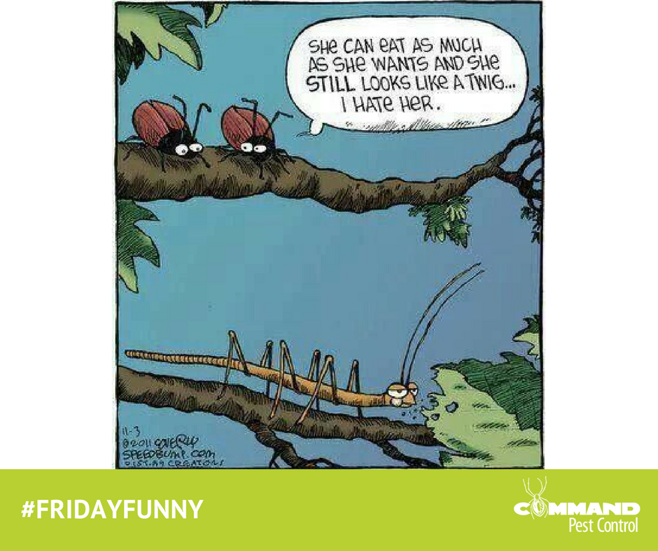 Command_Pest's tweet image. #FridayFunny #FunnyFriday #pesthumor #bughumor #stickbug #friday