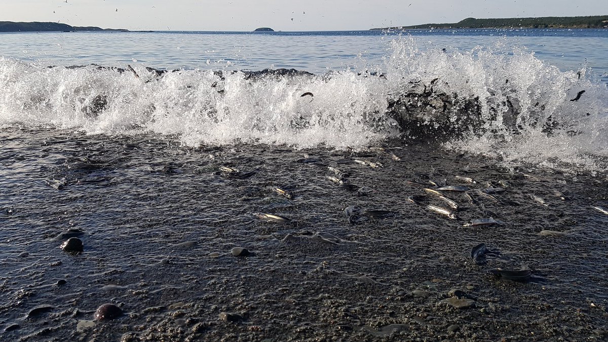 Capelin are rolling at Lower Pond Beach, Witless Bay! #CapelinRoll2017 #eCapelin