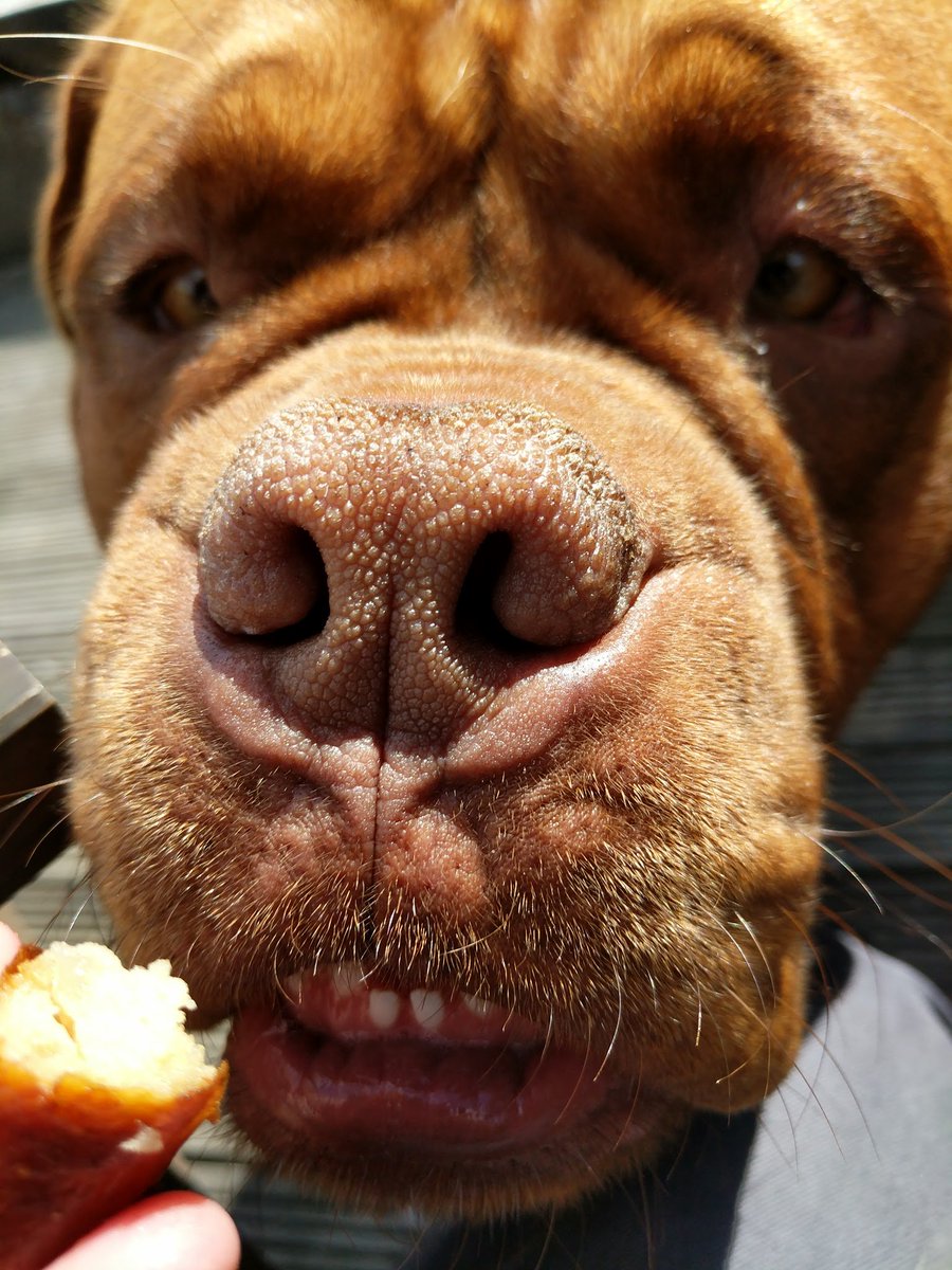 colin_ddb's tweet photo. Sausages 🎉🎉🎉🎉 They have redeemed themselves #TopDogue #HungerStrikeOver #FridayFun 😉 https://t.co/oHCPA6FcyR