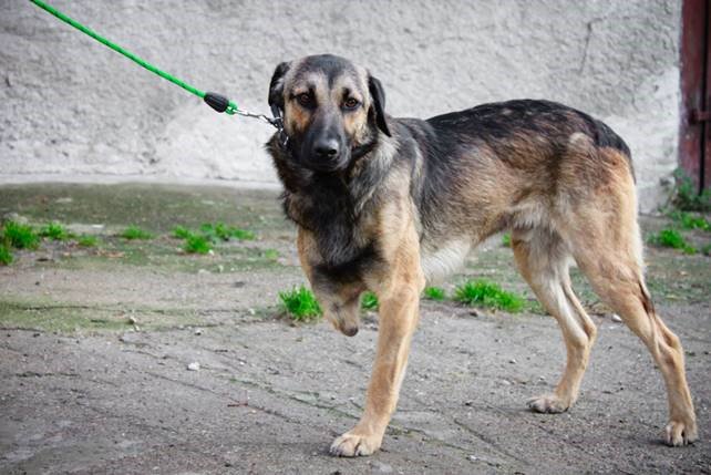 Začínáme 6.kolo online sbírky🙃 Ve spolupráci s Nadačním fondem NEJEN SRDCEM podpoříme opuštěná či nemocná zvířátka superzoo.cz/azyl-handipet-…