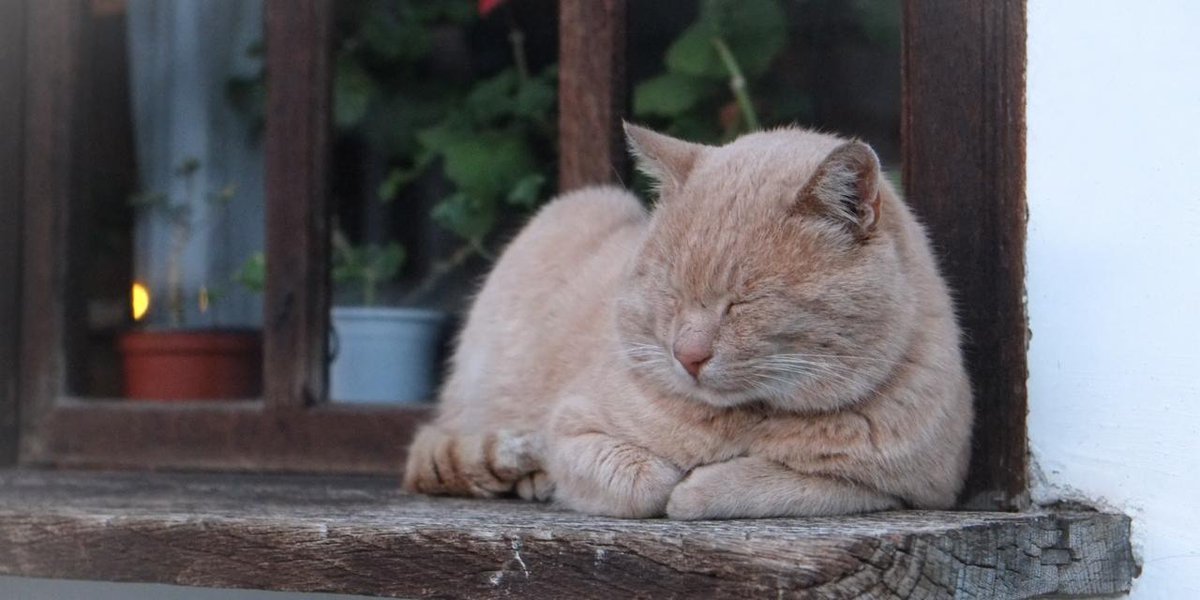 IntersandUK's tweet photo. Itโs nearly time to get my snooze on ๐ฑ #Weekend #Cat #Catnap #Intersand https://t.co/0CcF2VuRHN