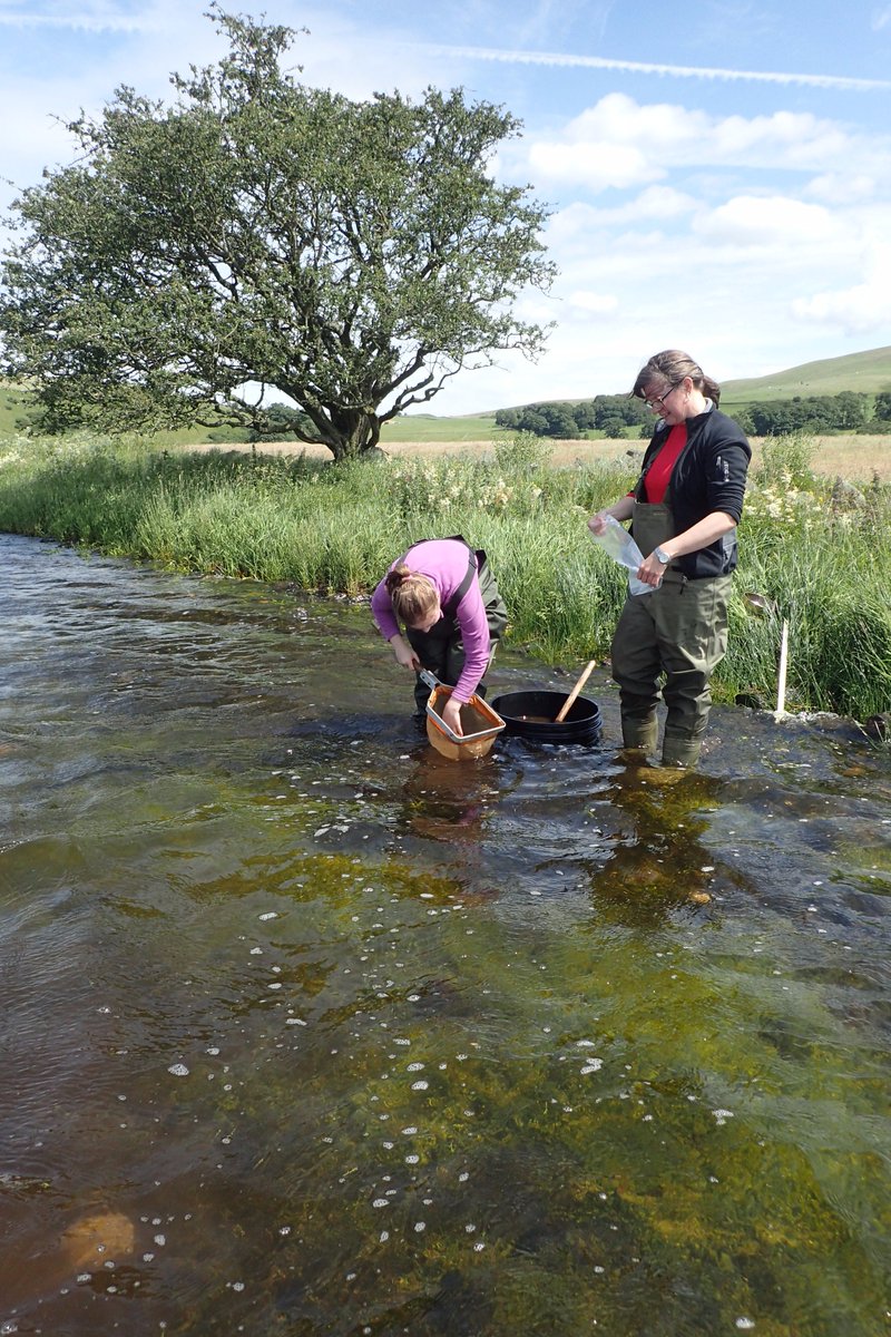 SorayaAlvarez85's tweet photo. Very successful day yesterday in Ovewater #LakeDistrict sampling invertebrates in Crassula #INNS for Emma's @LancsUniLEC #MSc project https://t.co/2IzQTE7G5E