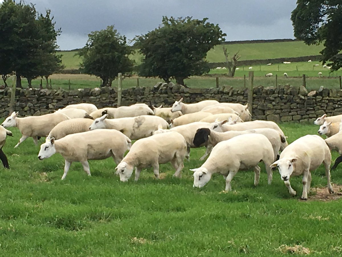 A few shots of our ewes for sale this autumn. #texel #beltex #suffolks <a href="/BritishTexel/">British Texel Sheep</a> <a href="/beltexsheep/">Beltex Sheep Society</a> @suffolk