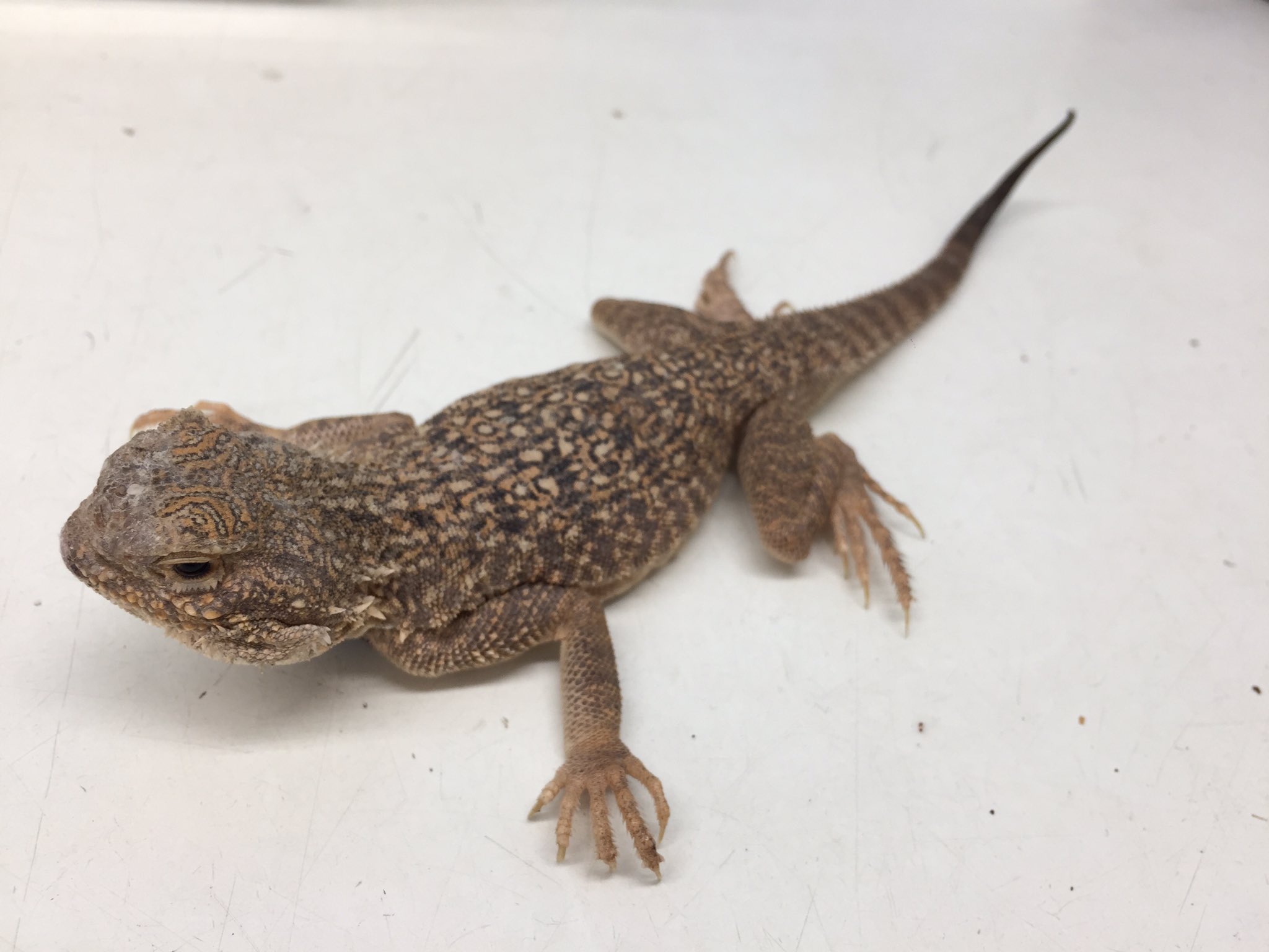 かねだい伊勢原店 総合編 犬 猫 小動物入荷速報 Sale告知など オオグチガマトカゲが入荷です あの特徴的なガマ口はなかなか見せてくれませんが そうでなくても可愛いトカゲですね かねだい 爬虫類 トカゲ オオグチガマトカゲ T Co
