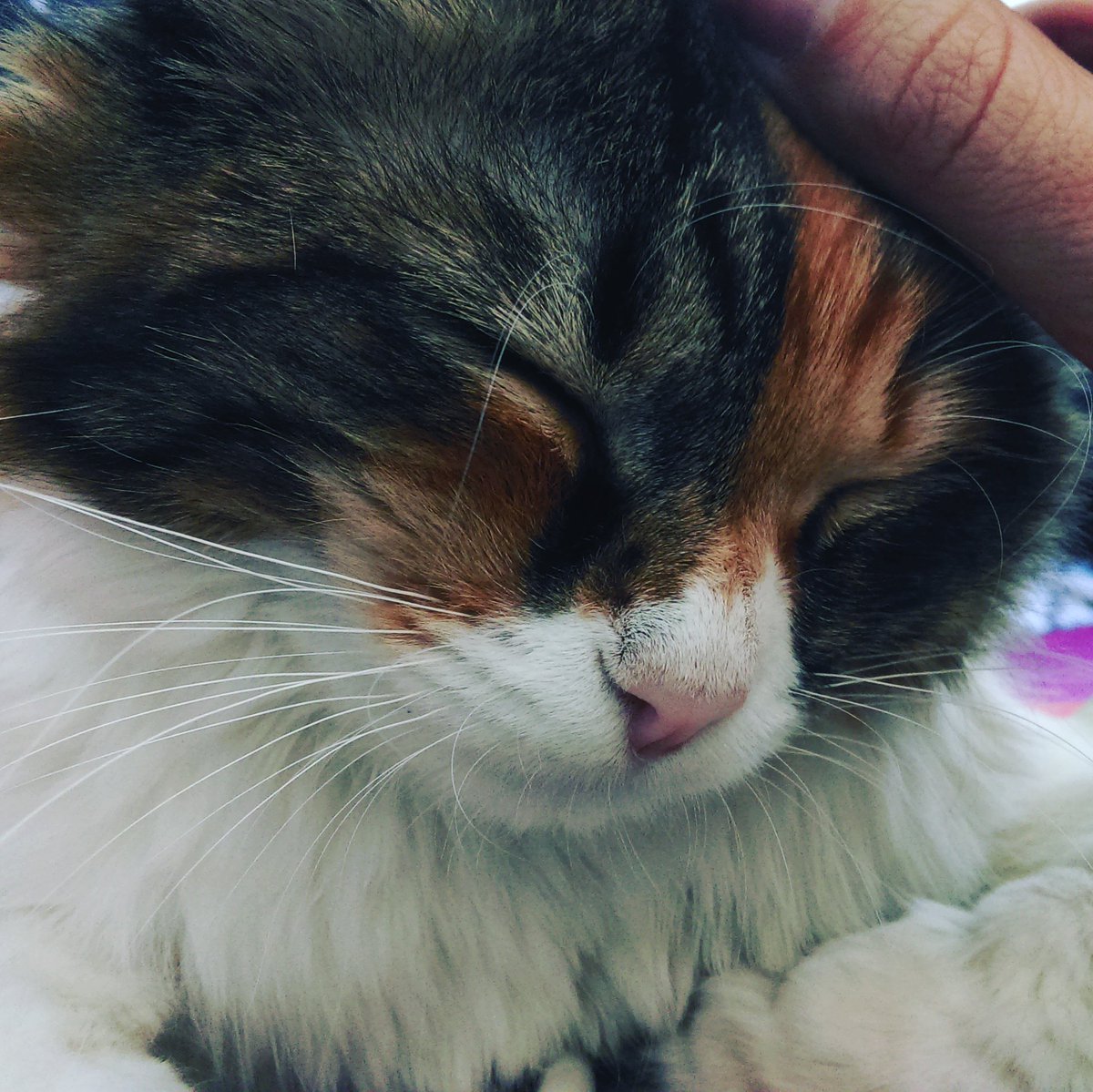 victoriafenoll's tweet image. Norah se ha perdido en la calle Santa Engracia 26, Madrid. Por favor ayúdanos a encontrarla con RT / 637293540 #BuscandoANorah