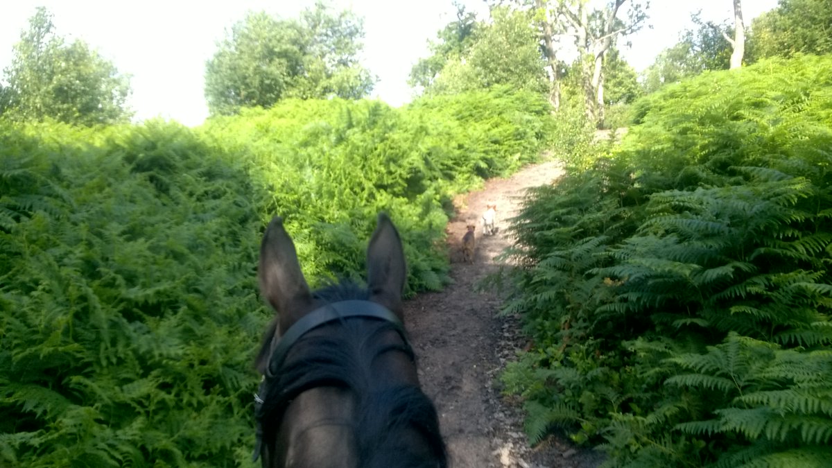 OABDRgang's tweet photo. Hacking Princess Tia with Spud & Daisy a great way to end the week βΊππΆπ #247Equestrian #irishsporthorse #dogsoftwitter #hydonsball https://t.co/h75vkEVyNY