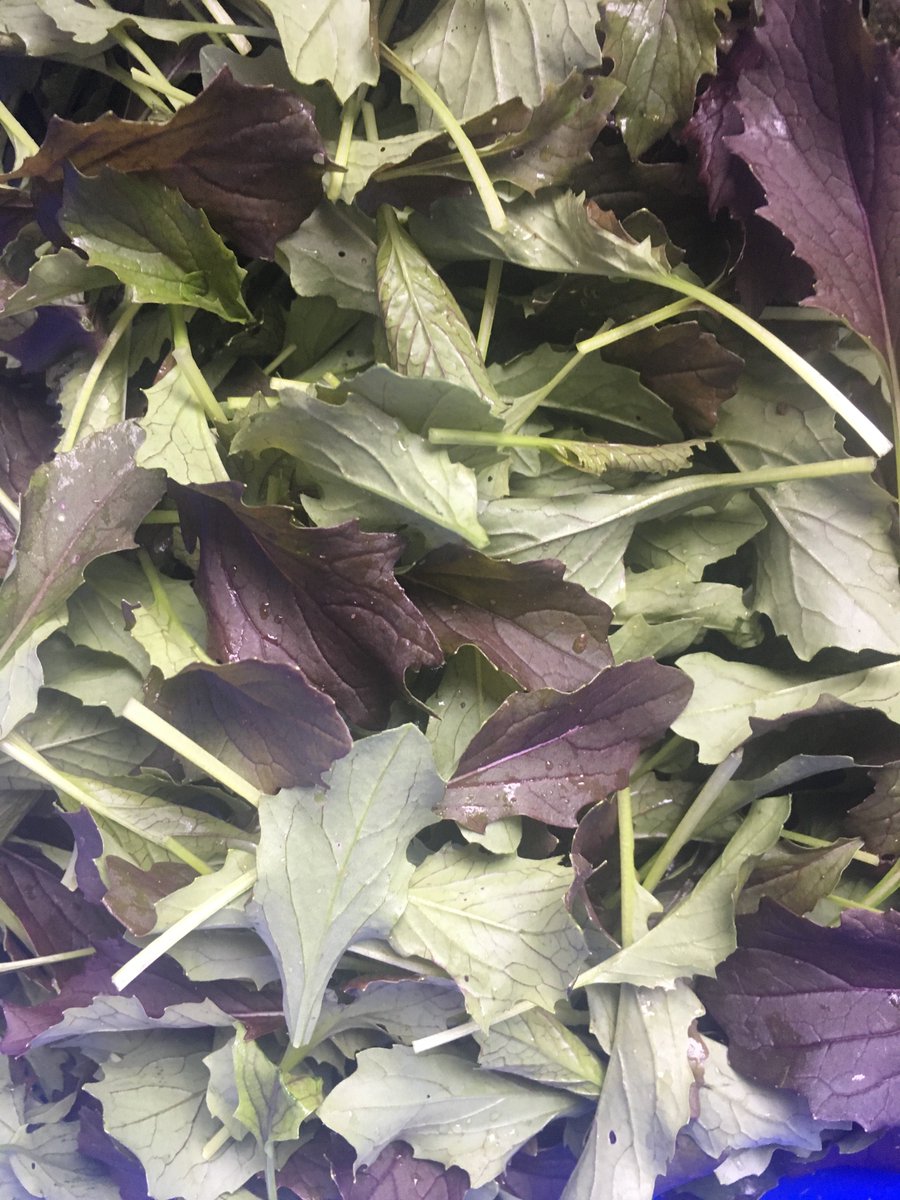 Red petticoat mix harvested this morning. Amazing subtle flavor and crunchy stems #foodforchefs #eatlocal #horsepoweredproduce #bableaf