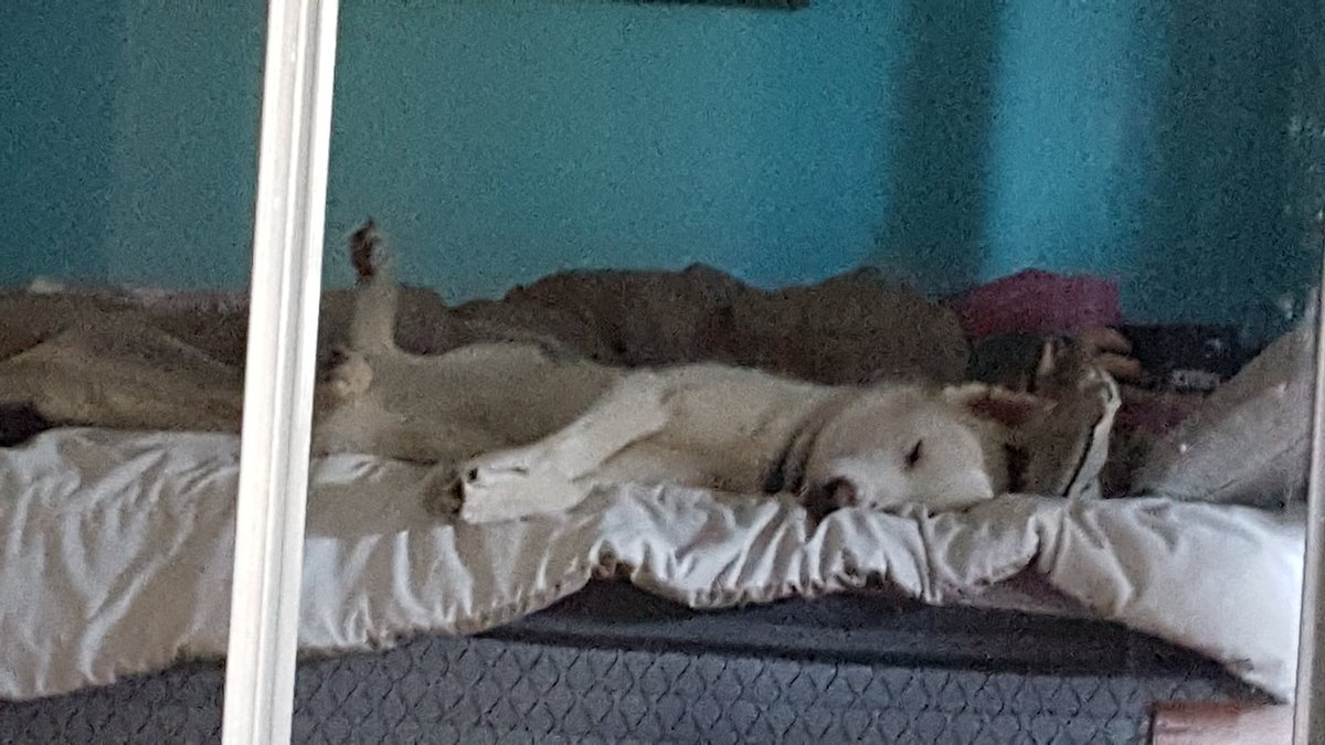 TheBallardGreg's tweet photo. The woman leaves for vacay and I still only get a quarter of the bed with the two dogs hogging it all. #thebys https://t.co/KAhJoIDkb5