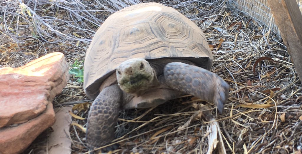 Sergio_concolor's tweet photo. Toby is a #deserttortoise adopted one year ago. We created a burrow and enclosure ('tortoisearium') with native vegetation #tobythetortoise https://t.co/C3WRUdft1z