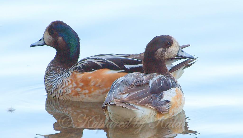 Lifer
Chiloé Wigeon(Mareca sibilatrix)
kapturedbykala.com/Aquatic-Birds/…
#WhiteRockLake #lifer #birding #birds #ducks #exotics #RareBirdSighting #Duck