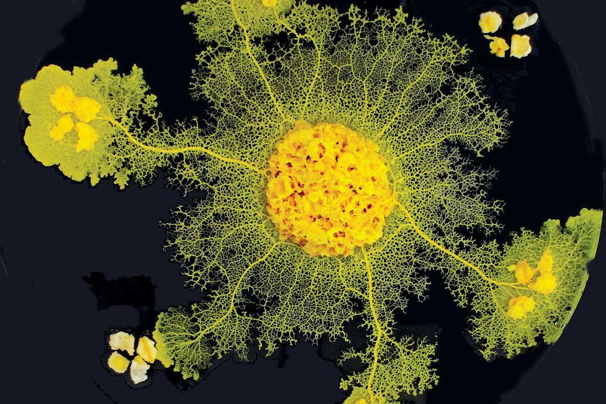 newscientist's tweet photo. No brainer: discover the creatures that can learn without neurons https://t.co/CSXmL5HJEo https://t.co/tvuHVPhanZ