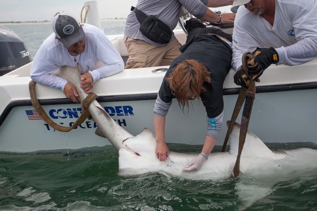 OCEARCH's tweet photo. Millions of sharks are dying each year. These scientists want to fix that. https://t.co/n9pYqcq7Lx via @njdotcom #ExpeditionMidAtlantic https://t.co/GlISG5rqHq