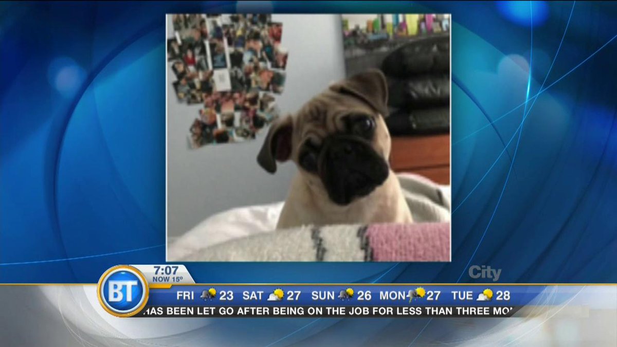 ICYMI: Laval Police investigating bizarre dognapping case https://t.co/xteZi078LO