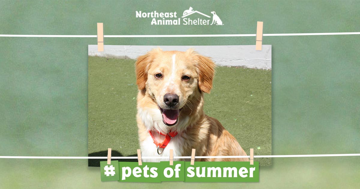 NEAnimalShelter's tweet photo. Baxter’s lookin’ at YOU! Have you posted your #petsofsummer photo yet? Upload one now — and you may inspire somebody to adopt! https://t.co/3b1Uq2DY3q