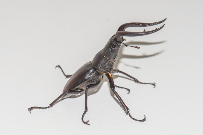 ノコギリクワガタのtwitterイラスト検索結果 古い順