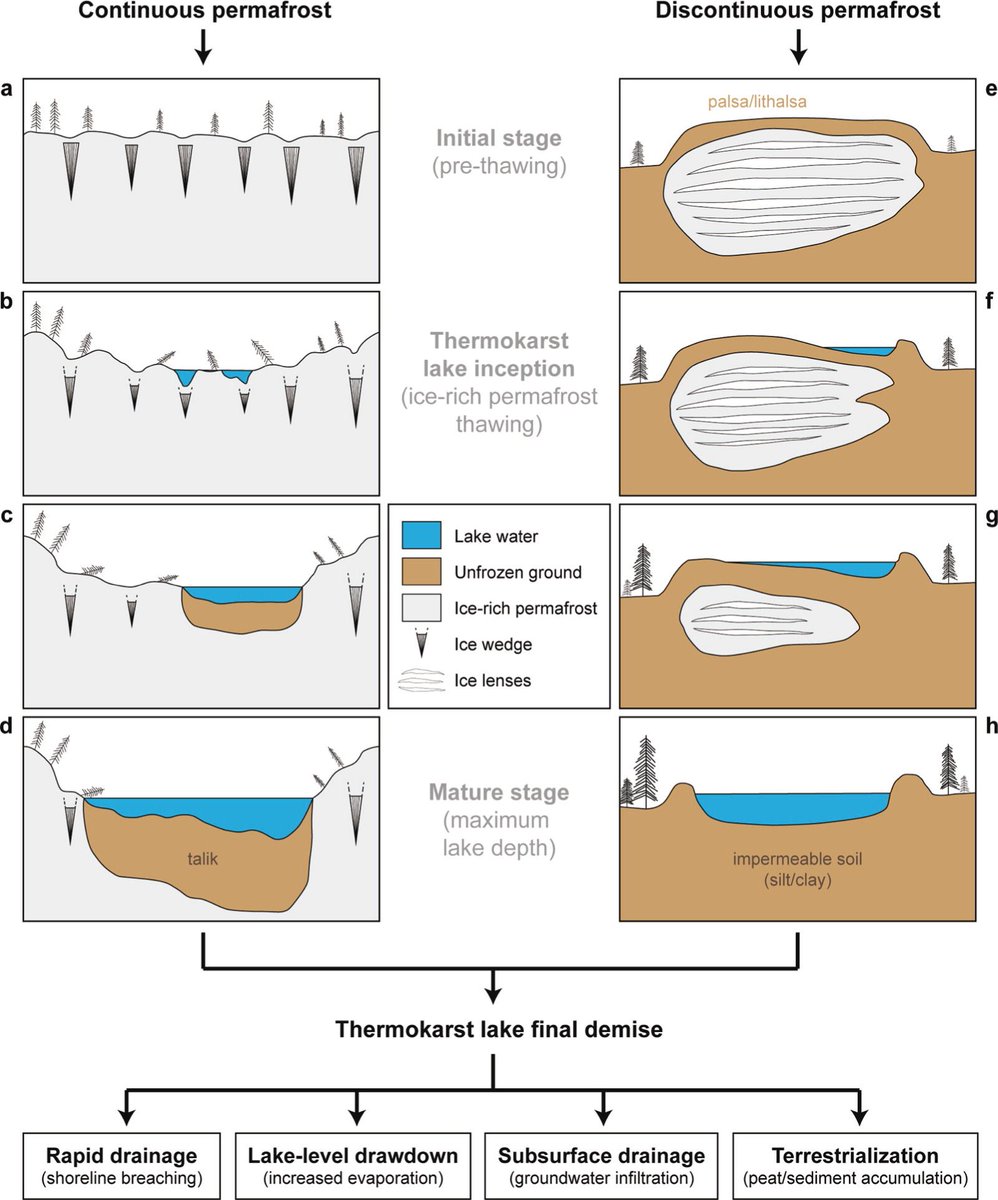 read polymeric biomaterials structure and