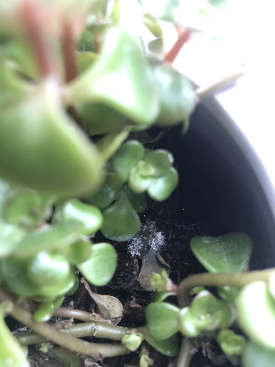 Getur einhver plöntufróður frætt mig um hvað sé hér á seyði? #plöntutwitter