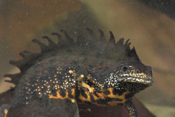 Herziening Programma Aanpak Stikstof: meer inzicht in leefgebieden #PAS #natuur #stikstof tinyurl.com/yafvatvy