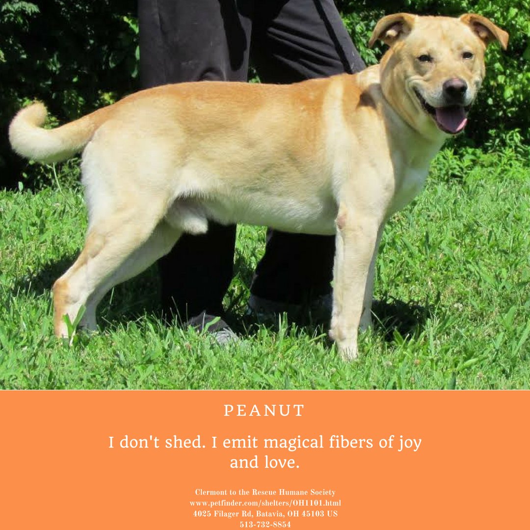 Peanut is available for adoption from @Clermont_CTTR #dogsofcincy #AdoptDontShop