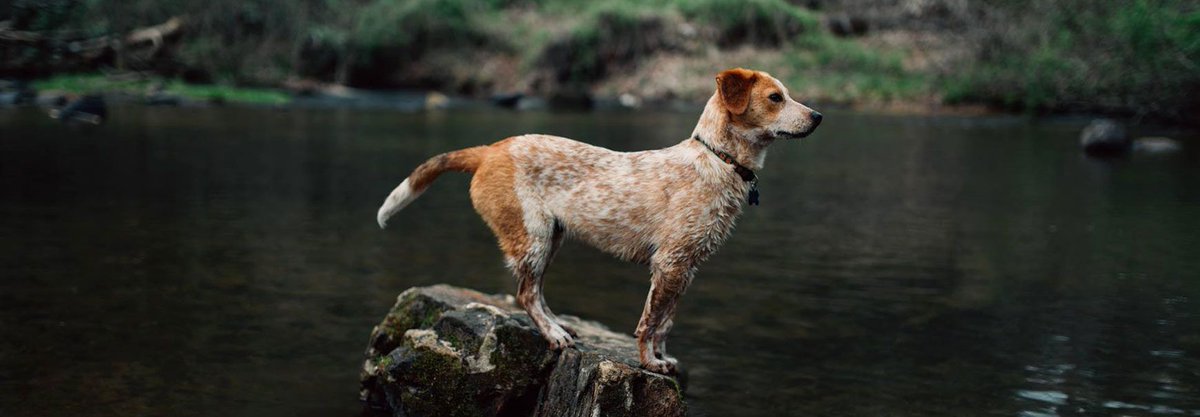 AHS_Think12's tweet image. Warmer temperatures &amp;amp; higher than avg precipitation = &quot;A Banner Year For Heartworm Disease&quot;: buff.ly/2tSjluh  @speakingforspot