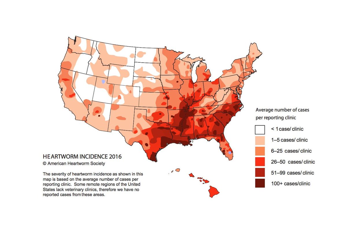 AHS_Think12's tweet image. Warmer temperatures &amp;amp; higher than avg precipitation = &quot;A Banner Year For Heartworm Disease&quot;: buff.ly/2tSjluh  @speakingforspot