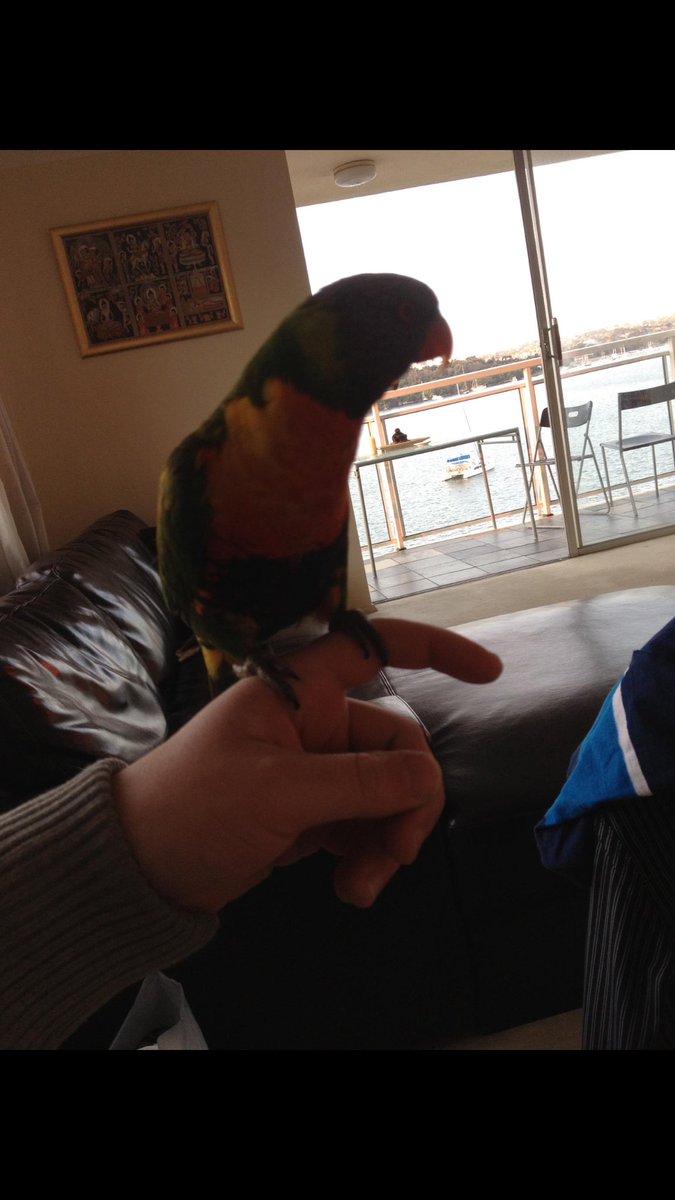 jdavo784's tweet photo. @NeebsOfficial @Thick44Official #commentingoncomments #beers&spears #Neebscast
Sydney Australia..beers on my balcony when...
#wildlife https://t.co/oACWxpzg5C