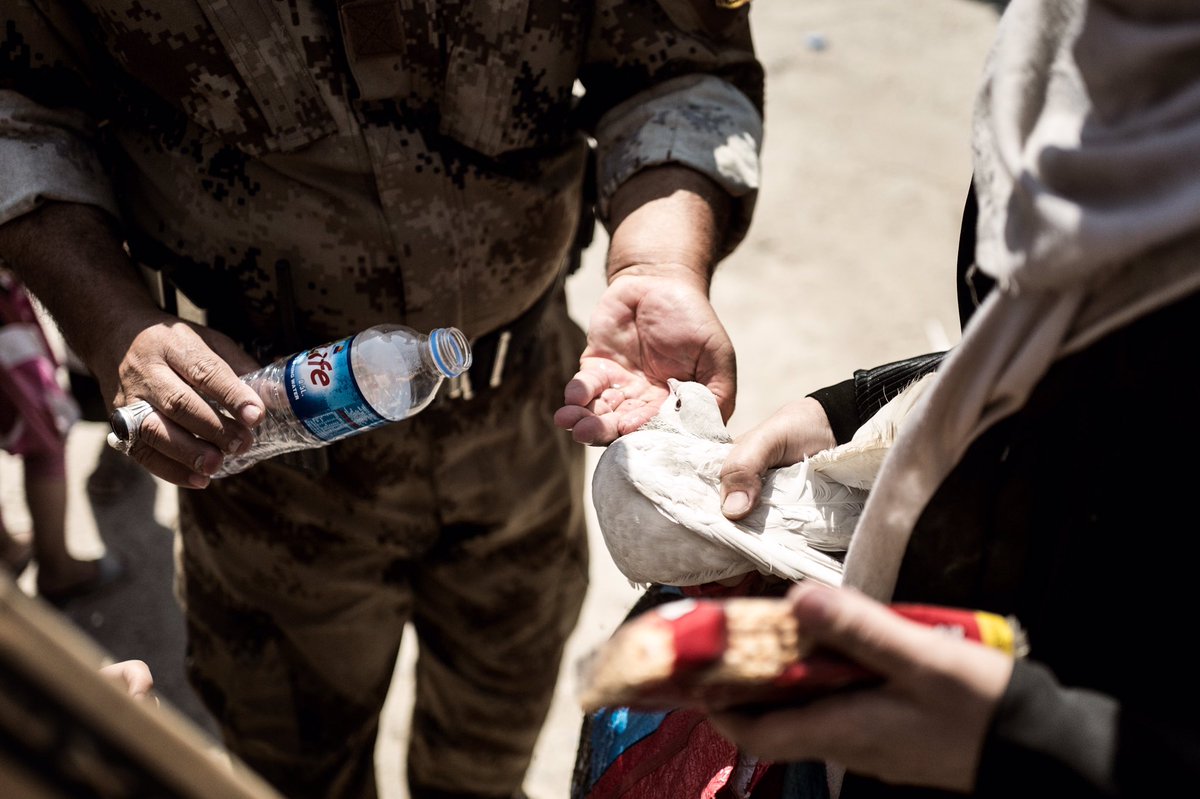 Iraqi soldier giving water to pigeon belonging to IDP that have just escaped the fighting at Mosul front lines. #battleformosul #iraq #war