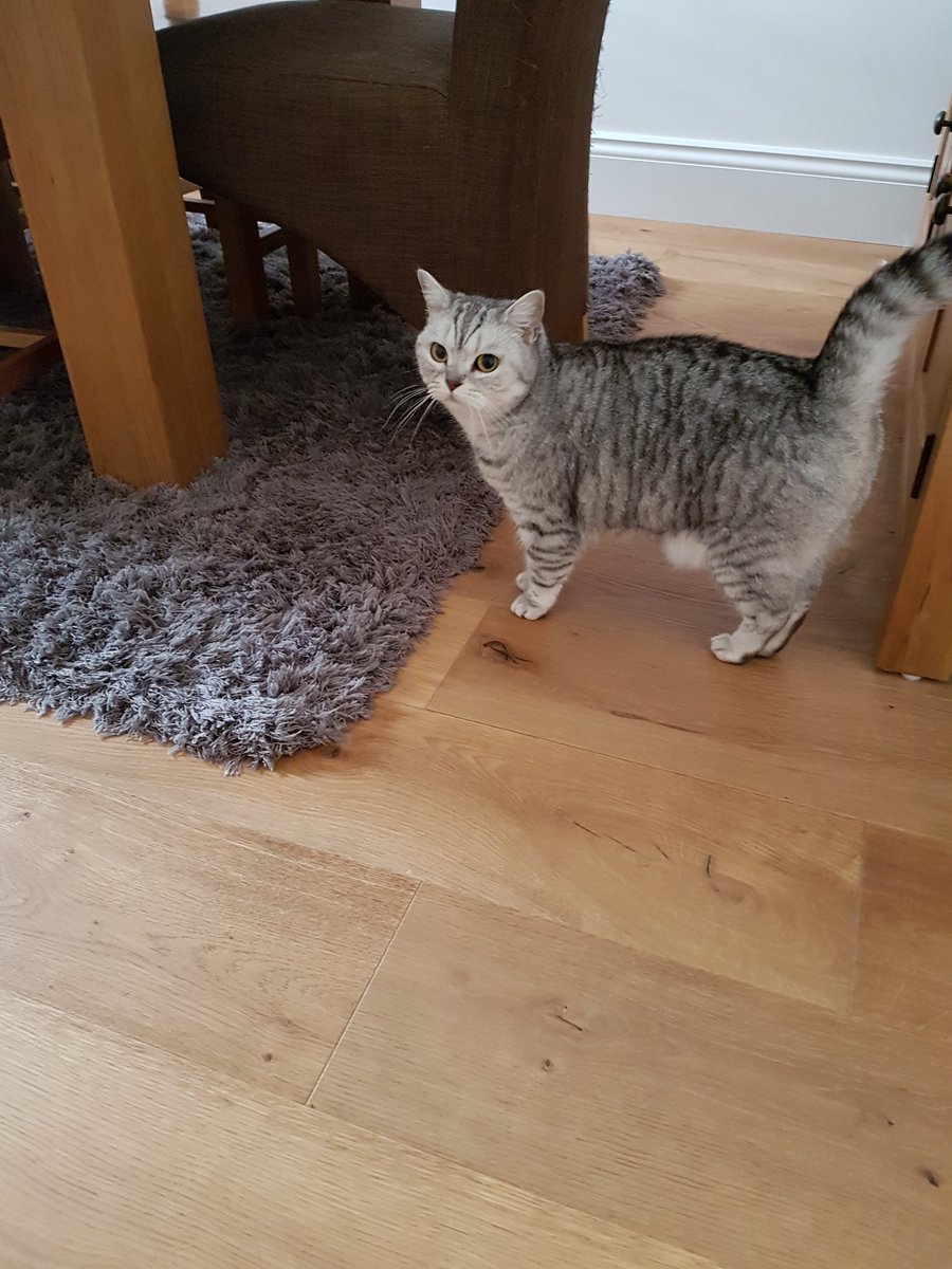 One of the perks to our job is meeting lovely people and their beautiful pets. This young lady was a wonderful help today.