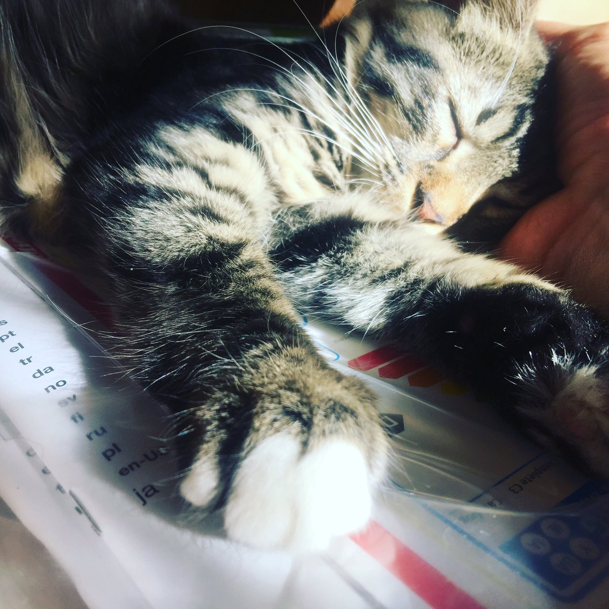 HybridBandUK's tweet photo. Could have put up a picture of Mike swearing at a synth.. instead, here's Fred doing what she does best #studiokitten https://t.co/KIeKVERFqK