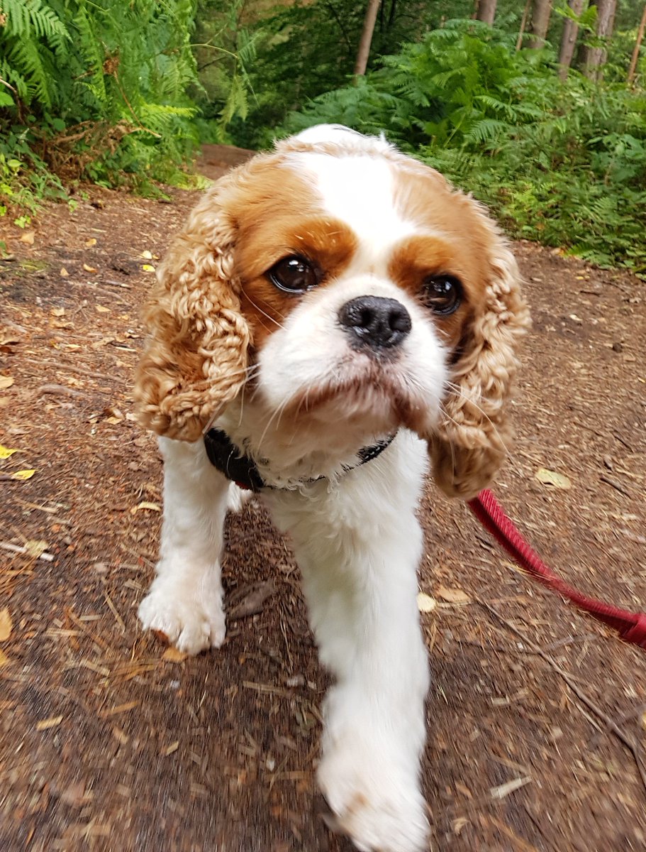 BoneCanis's tweet photo. A lovely walk with the regal one this morning... #cavaliers #dogsoftwitter #photogenicdogs https://t.co/asRhj5ZfNl