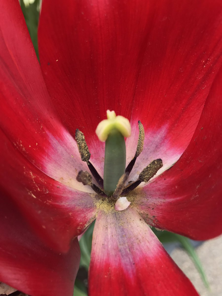 garreth55's tweet photo. @WilkiCameras #wilkiweekends #wilkiweekendsflowers https://t.co/N7ynIiFOxd