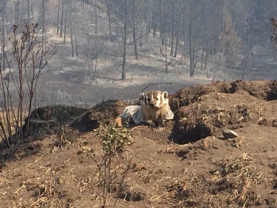We spotted this poor badger in #WilliamsLake #150Mile area. Please watch for wildlife on highways. They're escaping #BCWildfire, too.