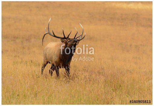SmallGroupTrips's tweet image. Bull #elk with large #antlers is #bugling in fall mating season. Wildlife photo by GEvans is available for use at us.fotolia.com/id/160905813