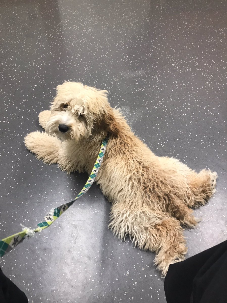 Dom21Cappello's tweet photo. We got our dog a trim and came back with a sewer rat... https://t.co/cZVvHlZZQV