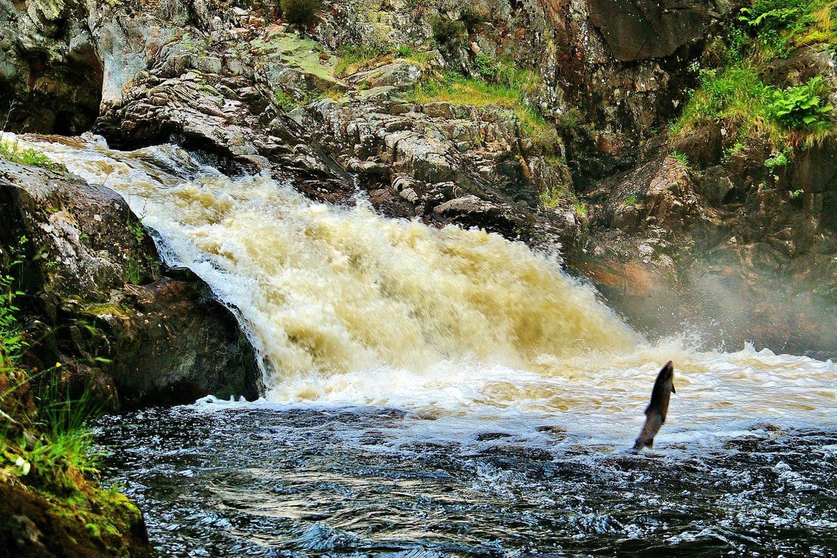 bobko_aleksej's tweet image. #fallsofshin #salmon #NC500 #nationalTrastChanel #Scotland #waterfall #photography #landscape #Highlands